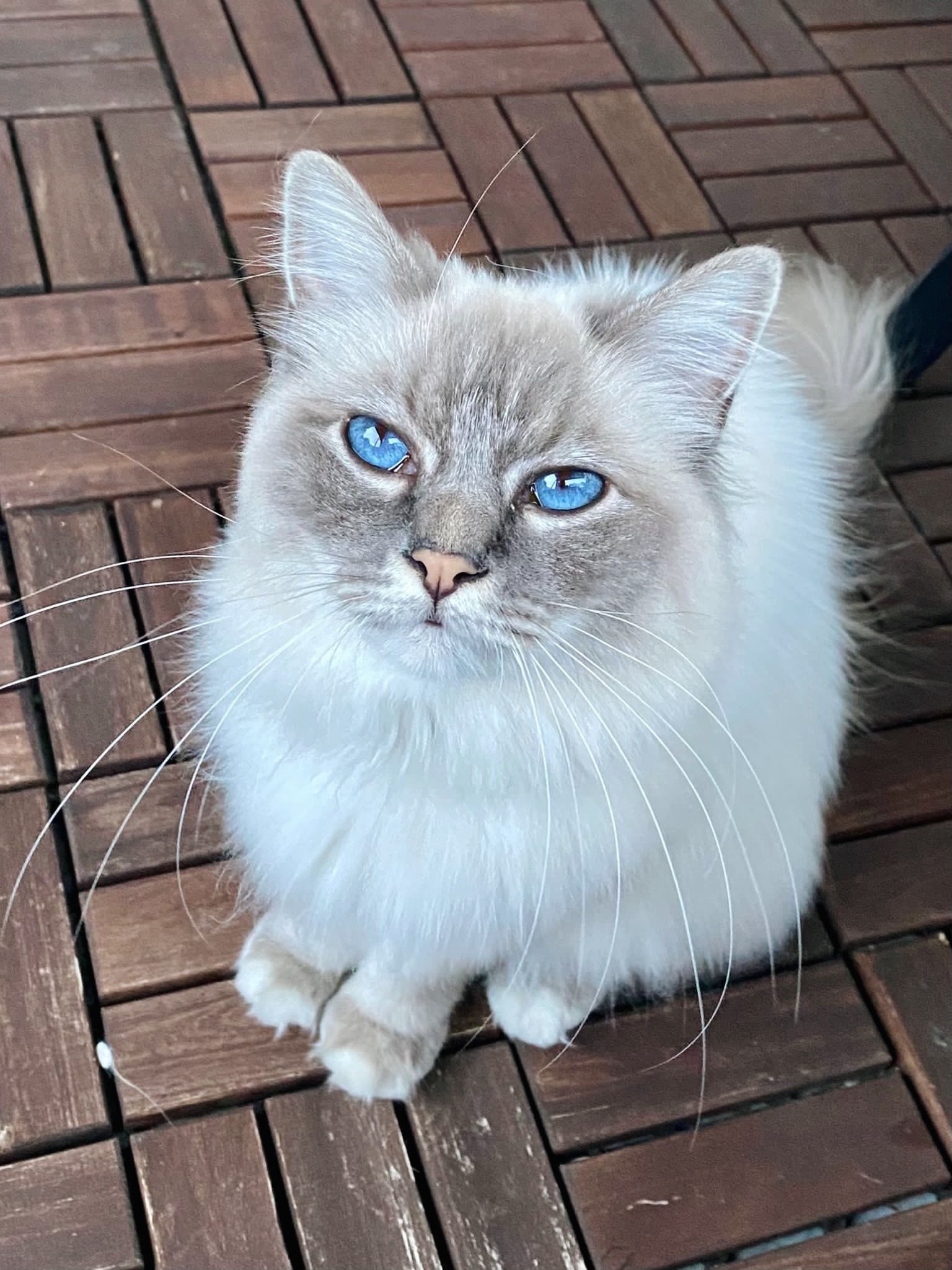 3E150ED7-DE01-41B4-9F94-28654318CCB6.jpeg 3E150ED7-DE01-41B4-9F94-28654318CCB6